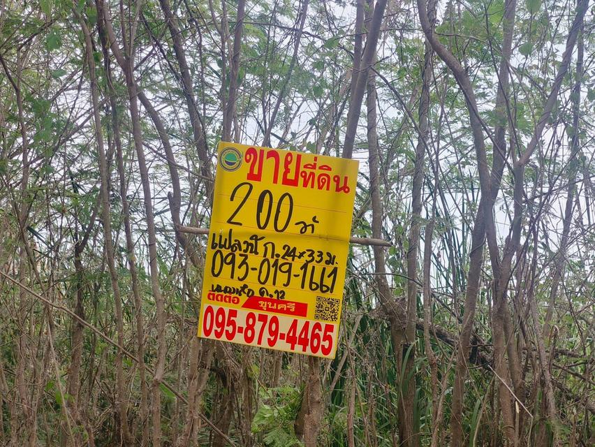 ขายถูกที่ดิน 200 ตรว ติดถนนสาธารณะ คลอง 12 หนองเสือ ปทุมธานี 4