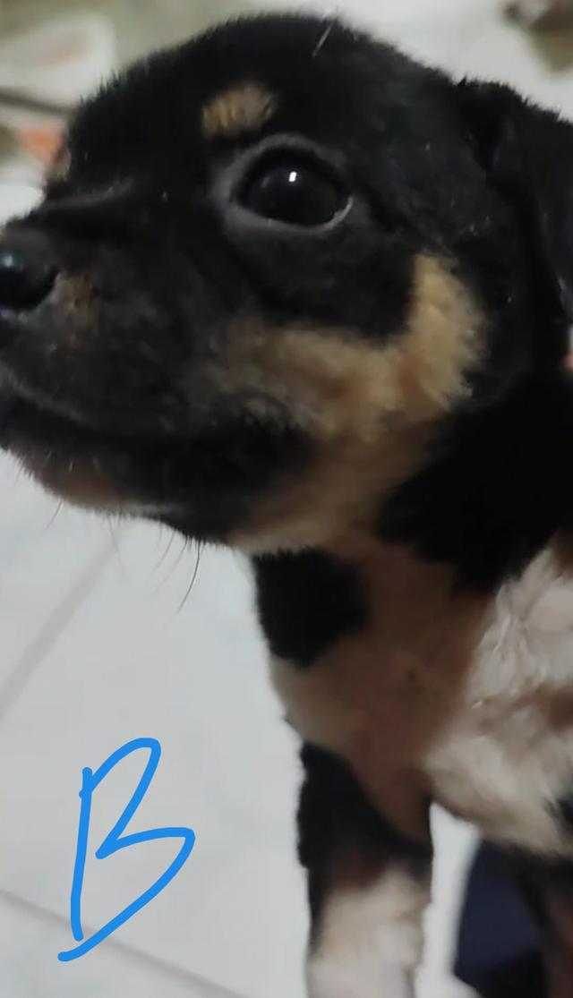ลูกชิวาวา 7