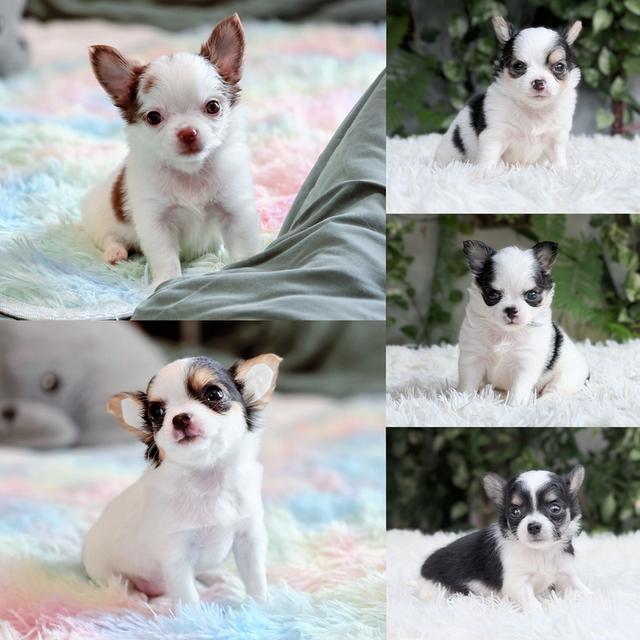 ชิวาวาแท้ ขนยาว พิกัดรามอินทรา