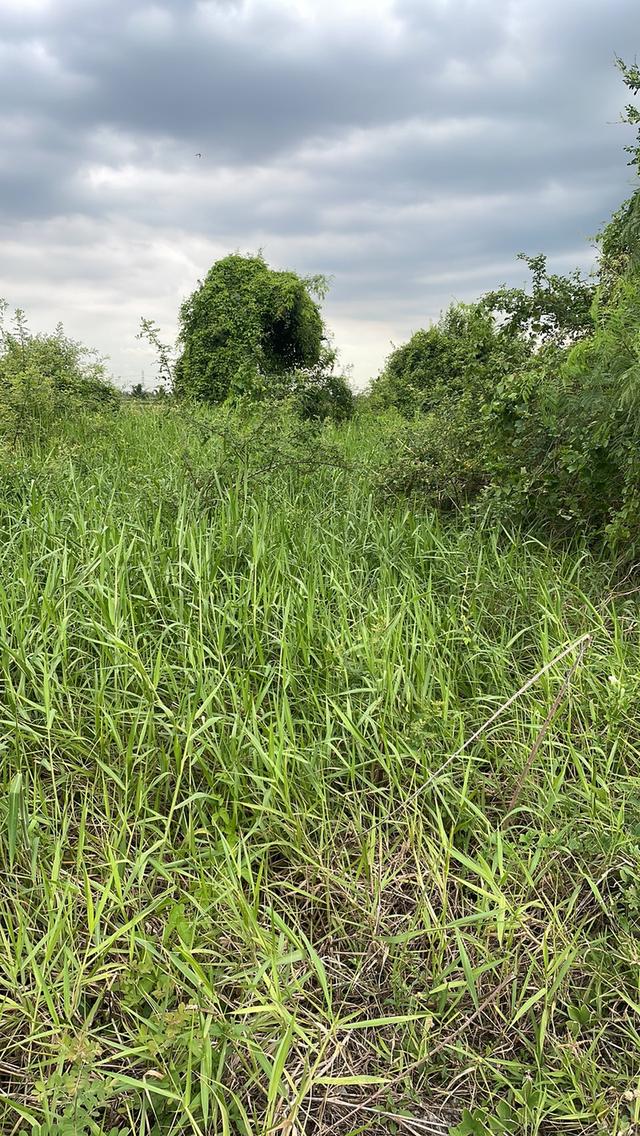 ที่ดิน จ.ปทุมธานี อ.สามโคก ต.คลองควาย 7