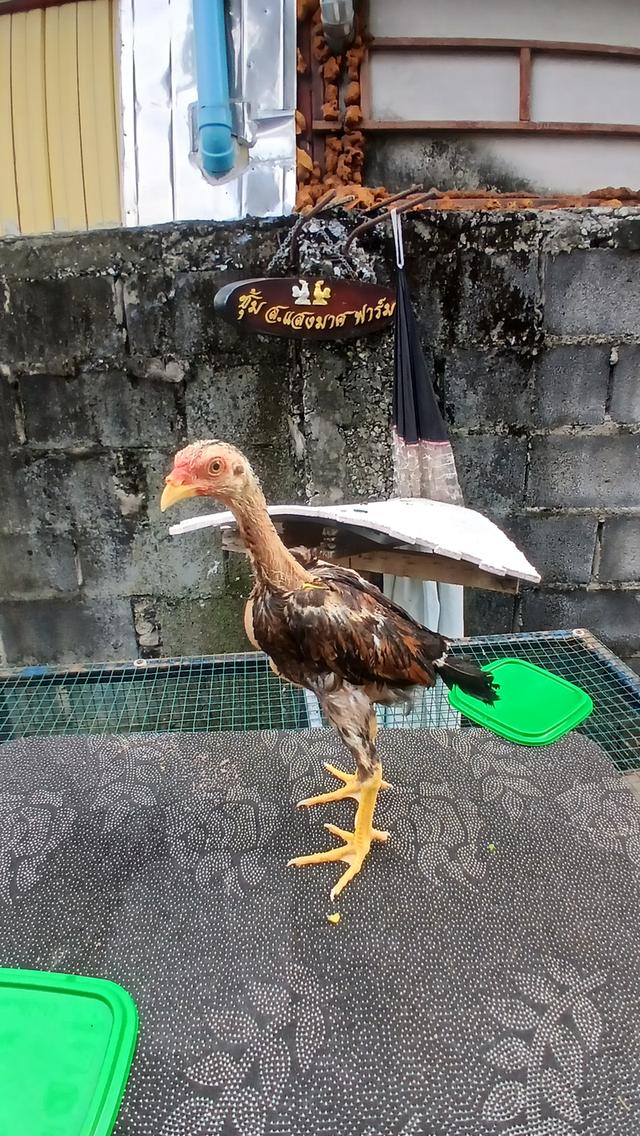 ลูกไก่ชน สายเลือดเงินล้าน รูปที่ 2
