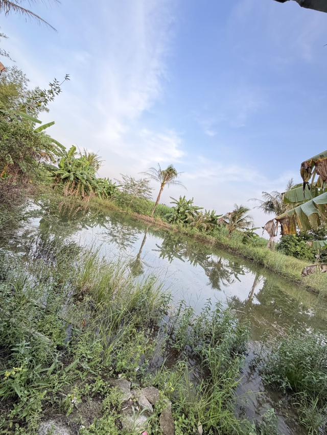 ขายที่สวนลำไย ราคาถูก-สามารถซื้อไปขายต่อหรือปล่อยเช่าได้ 8