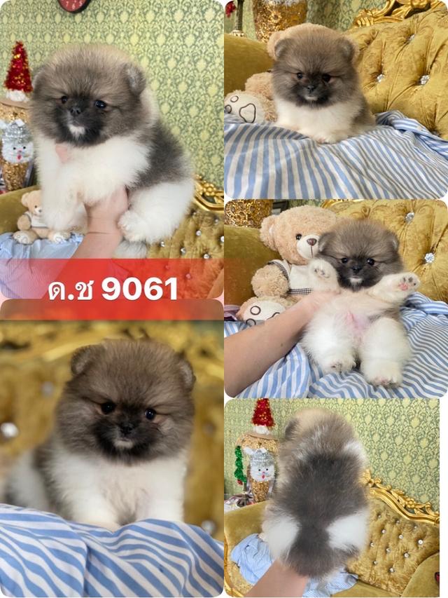ลูกปอมเมอเรเนียนแท้ พร้อมย้ายบ้าน 