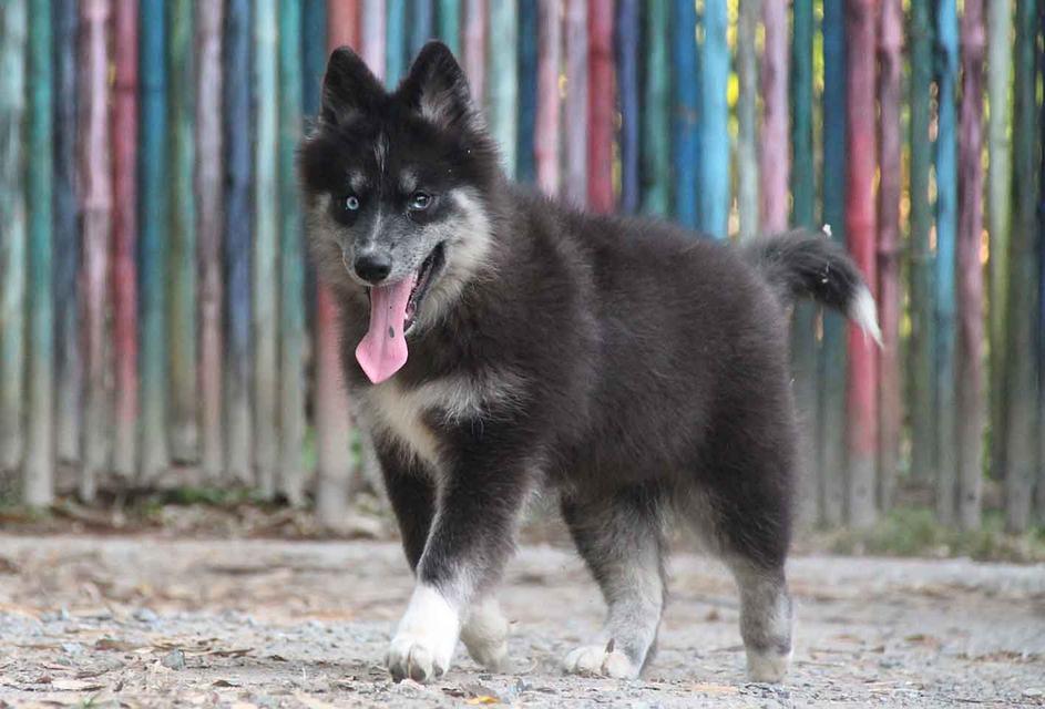 ไซบีเรียนแท้ เพศหญิง ตาสองสี 4