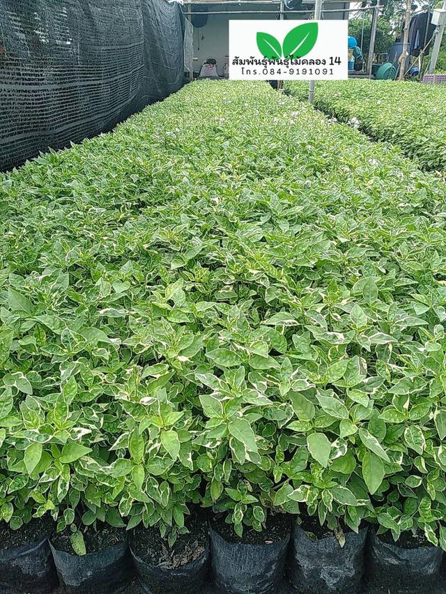 บุษบาด่าง บุษบาฮาวายด่าง