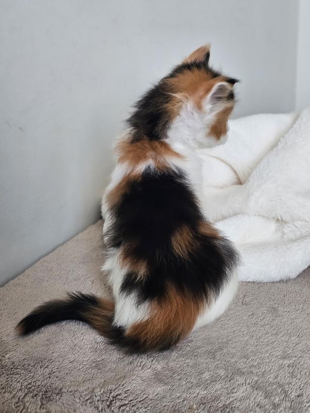 ลูกแมวเมนคูนแท้ เพศเมีย 6