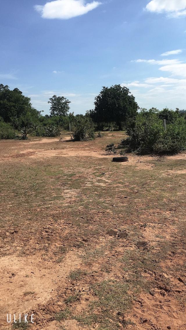 ที่ดินเปล่า บ้านกุดน้อย 3 งาน 75 ตารางวา อ.สีคิ้ว จ.นครราชสีมา 6