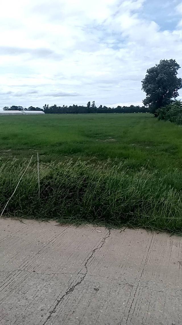 ที่ดิน สุพรรณบุรี หนองหญ้าไซ 12 ไร่ มีน้ำไฟพร้อม เหมาะทำบ้านสวนมีบ่อน้ำบาดาล 2