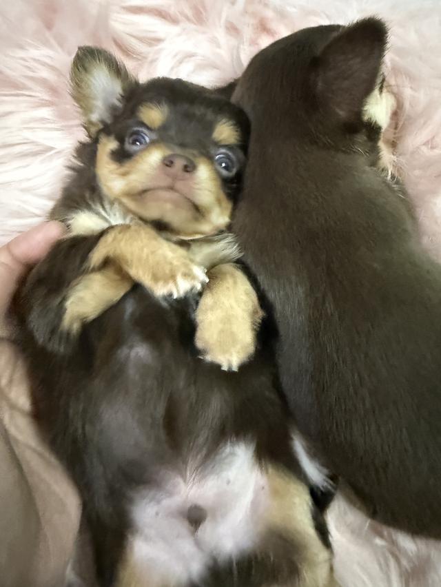 ชิวาวาจิ๋ว 10