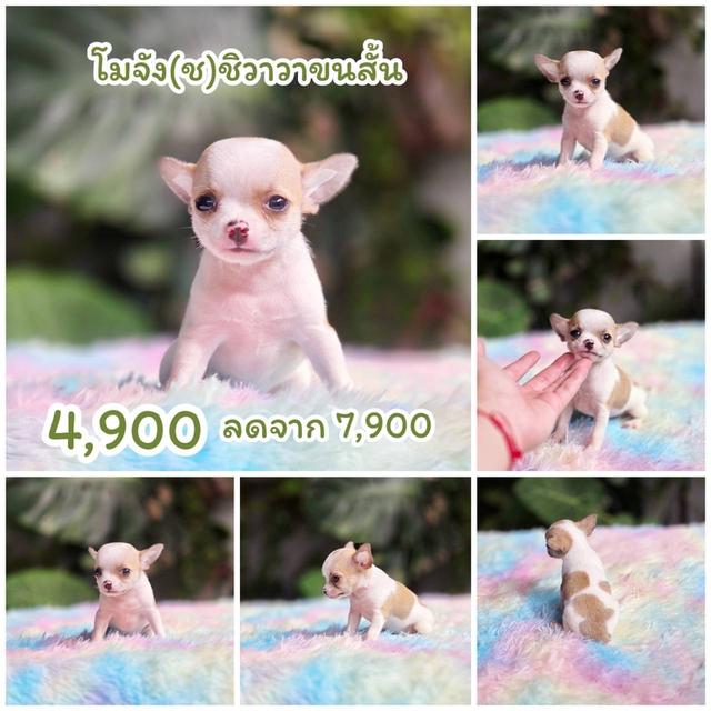 ชิวาวาแท้ขนสั้น ผู้