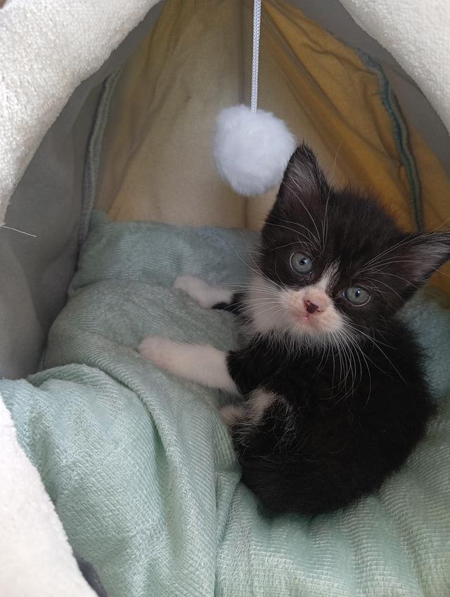 สก็อตติช เพศผู้ น่ารัก รูปที่ 8