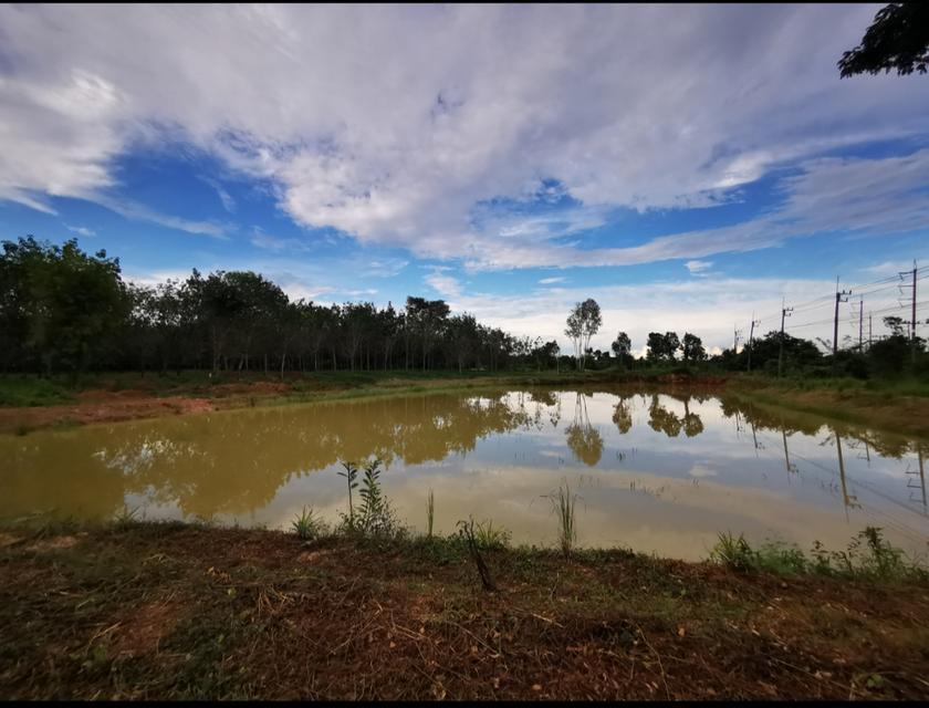 ขายที่ดิน บึงกาฬ สวนยาง+บ่อน้ำ โฉนด ครุฑแดง นส4 จ 5 ไร่กว่า เจ้าของขายเอง 4