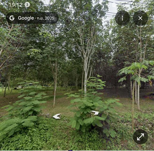 ไร่ยาง นส.4 จ. ครุฑแดง 4 ไร่กว่า พร้อมทำรายได้ทันที 6