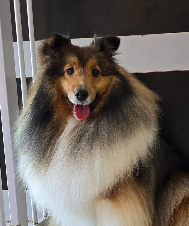 สุนัข Shetland Sheepdog ตัวโต ขนสวย 2