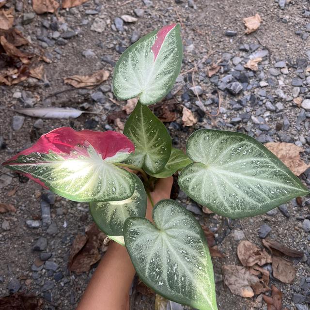 บอนสีชายชล __________