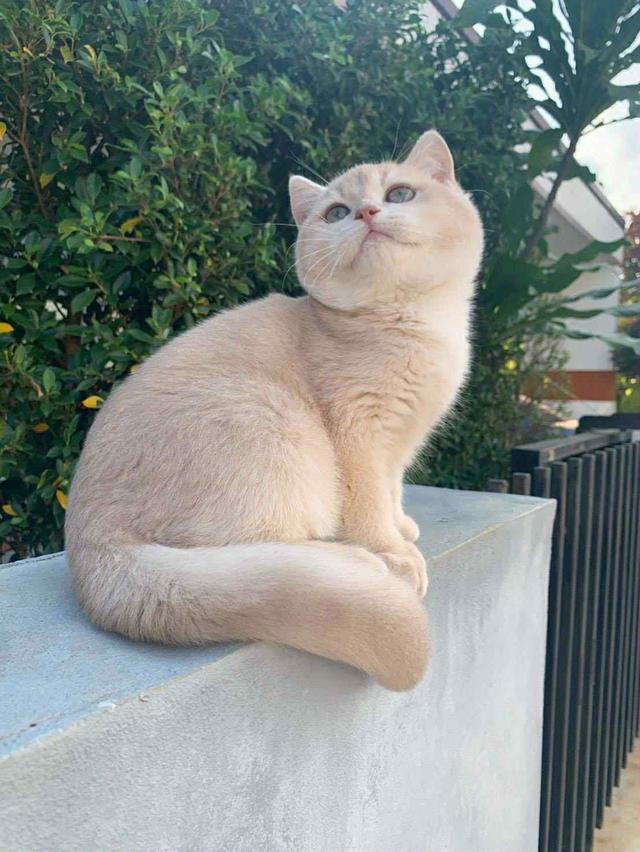 แมว บริติชช็อคแฮร์เด็กผู้ชาย 5เดือน 7