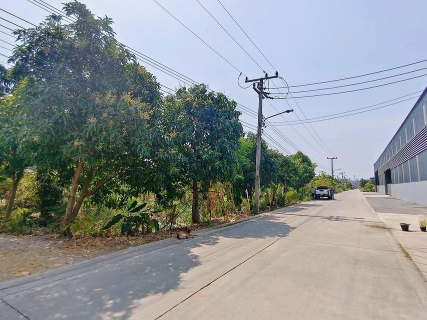 Vายด่วนทีดินใกล้ตลาดไท 509 ตารางวา ซอยเทพกุญชร2 คลองหลวง ปทุมธานี 4