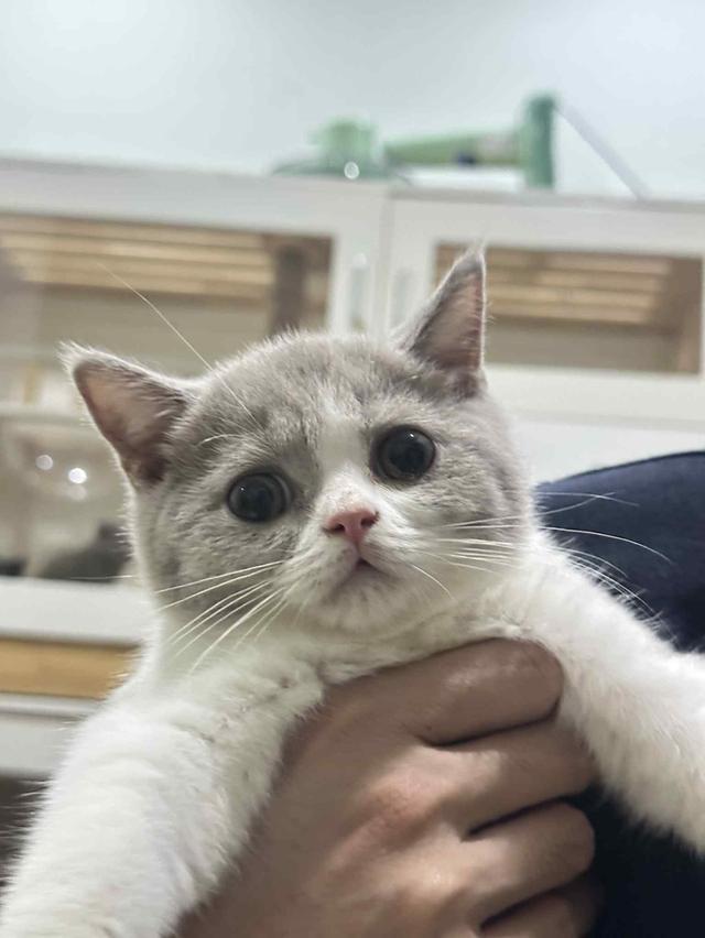 บริติสแท้ มีใบเพด 3
