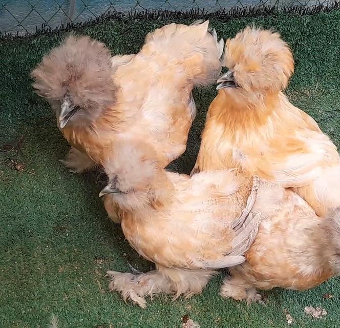 ซิลกี้ขนใบสีบัฟอายุ3ดือนชุด4ตัวผู้1เมีย3"โปรพิเศษส่งฟรีทั่วไทย" รูปที่ 2