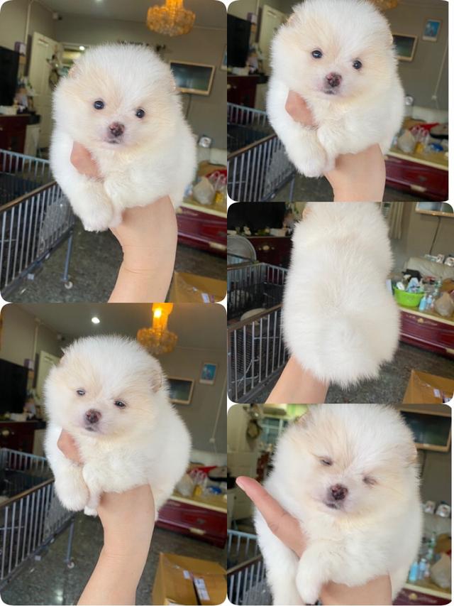 ลูกปอมแท้ อ้วนกลมหมีๆ ทีคัพ น่ารัก มาดูตัวจริงได้ค่ะ