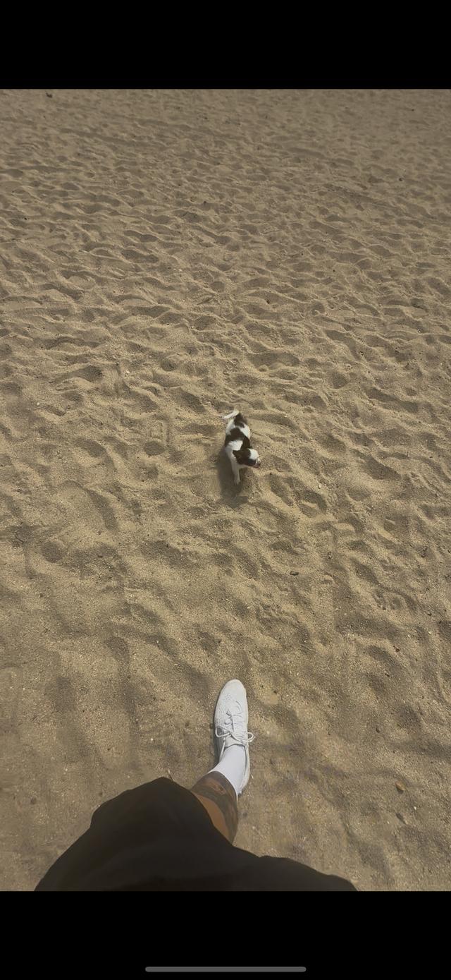 Chihuahua Puppy Boy Cute รูปที่ 2