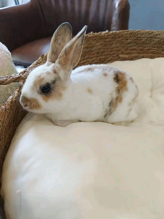 กระต่าย เร็กซ์ 3 เดือน 
