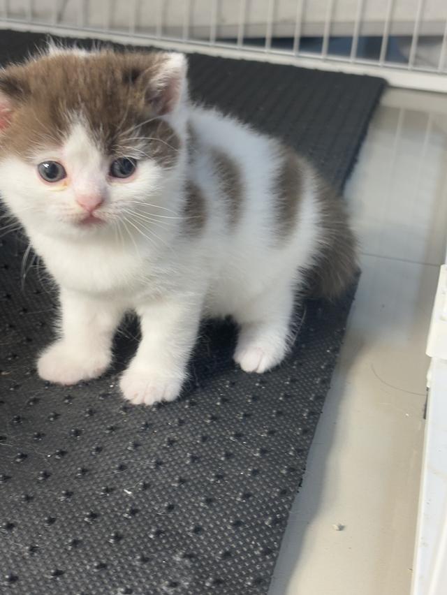 แมว มัชกิ้น munchkin ขาสั้น รูปที่ 7