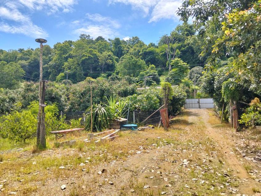 ขายที่ดินวิวดอยหลวงเชียงดาว – ทำเลทอง อ.เชียงดาว จ.เชียงใหม่ 5