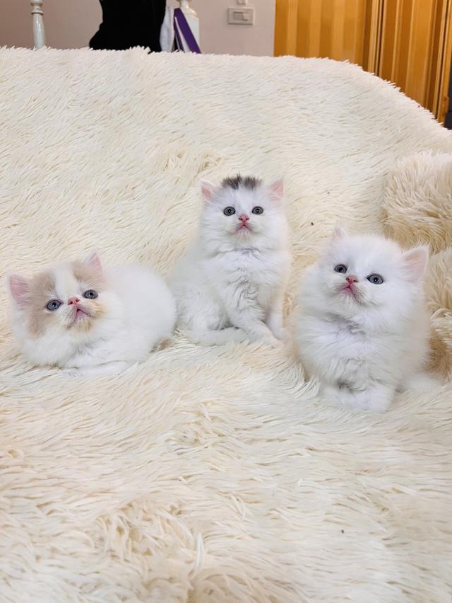 แมวเปอเซียสามสี ครีม เสือ