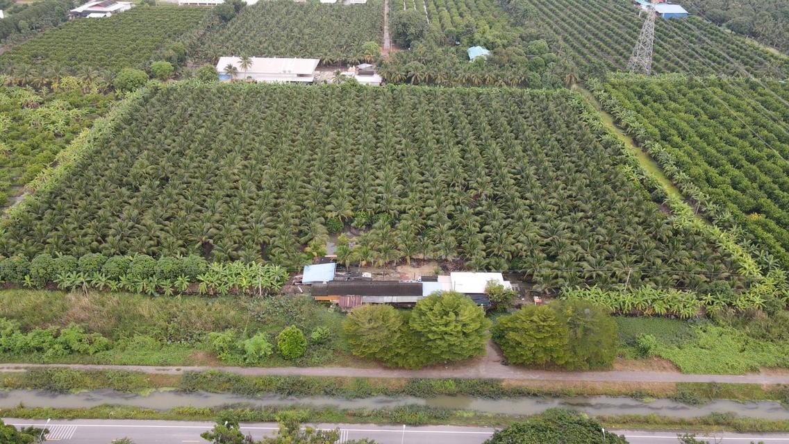 ขายที่ดินสวยเป็นที่สวน ติดหลังวัดหลวงพ่อสด ด้านหน้าติดถนนคลองชลประทาน ยาวประมาณ 600 เมตร ตำบลแพงพวย อำเภอดำเนินสะดวก จังหวัดราชบุรี ทั้งหมด 56 ไร่เศษ 9