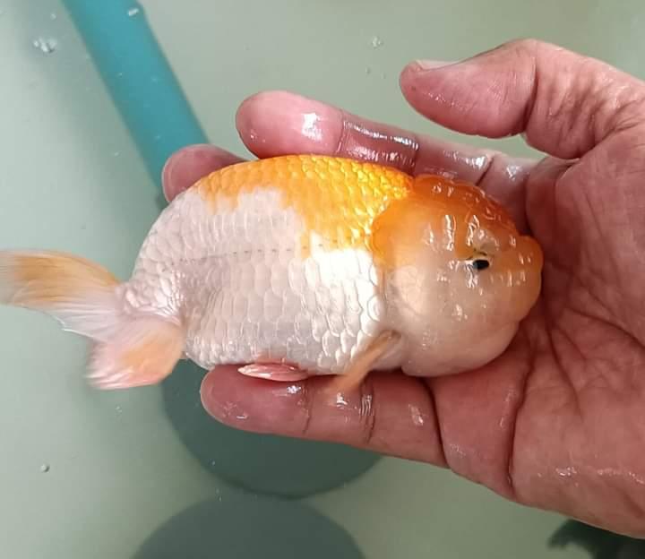 ปลาทองสีสวยสีขาวส้ม 2