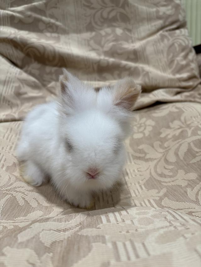 Teddy Bear Rabbit
