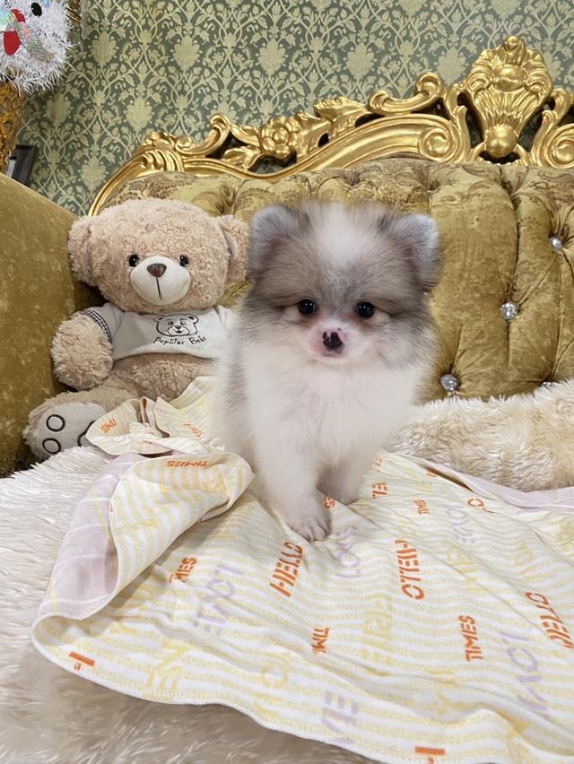 ลูกปอมเมอเรเนียนแท้ พร้อมย้ายบ้าน