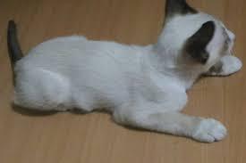 แมววิเชียรมาศสีขาว 3