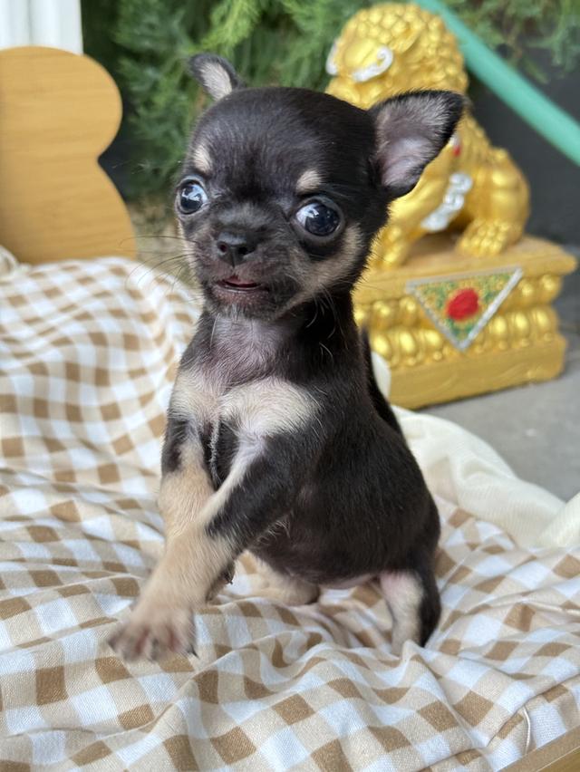 ชิวาว่าทีคัพ เด็กหญิง  ไซส์ทีคัพ น้ำหนัก 0.4ขีด 5