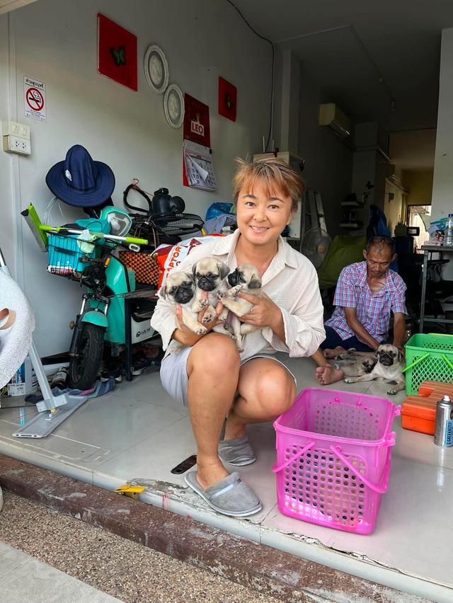ลูกสุนัขพันธุ์ปั๊กอายุ 45 วันถึง 60 วัน