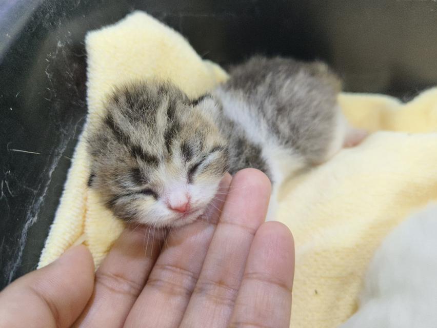 สัตว์เลี้ยง ลูกแมวสก็อตติช