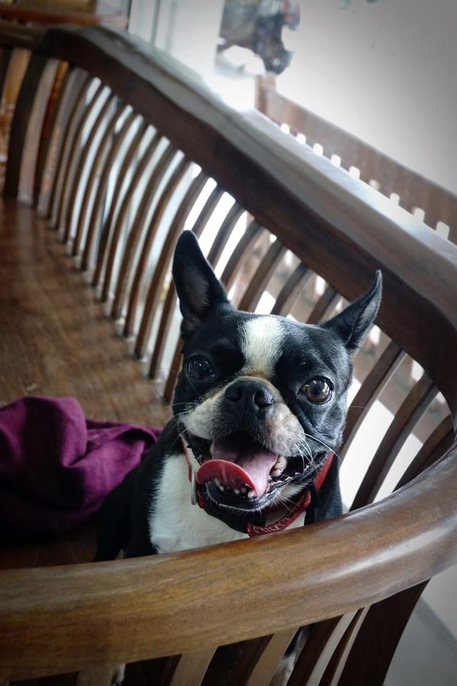 ขายน้องหมา Boston Terrier 3