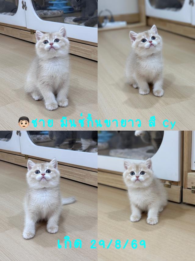 แมวมันซ์กิ้น ขายาว สี Cy ผู้ชาย 👦🏻