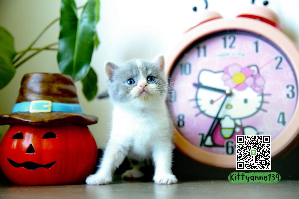 แมวหิมาลายันบริติชแท้ 19