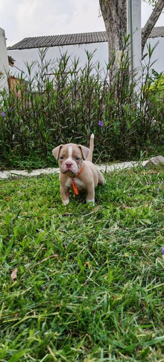 American bully  4