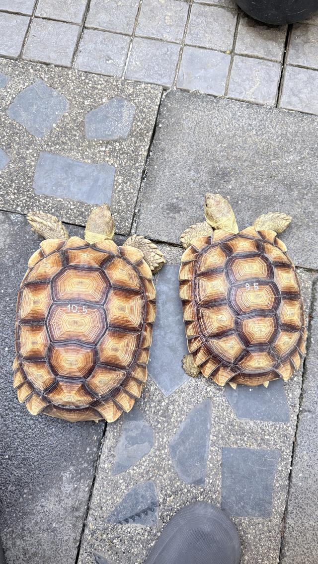 เต่าซูคาต้า เพศผู้ กับ เพศเมีย