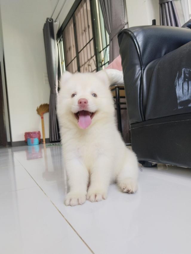 ไซบีเรียน เชียงใหม่