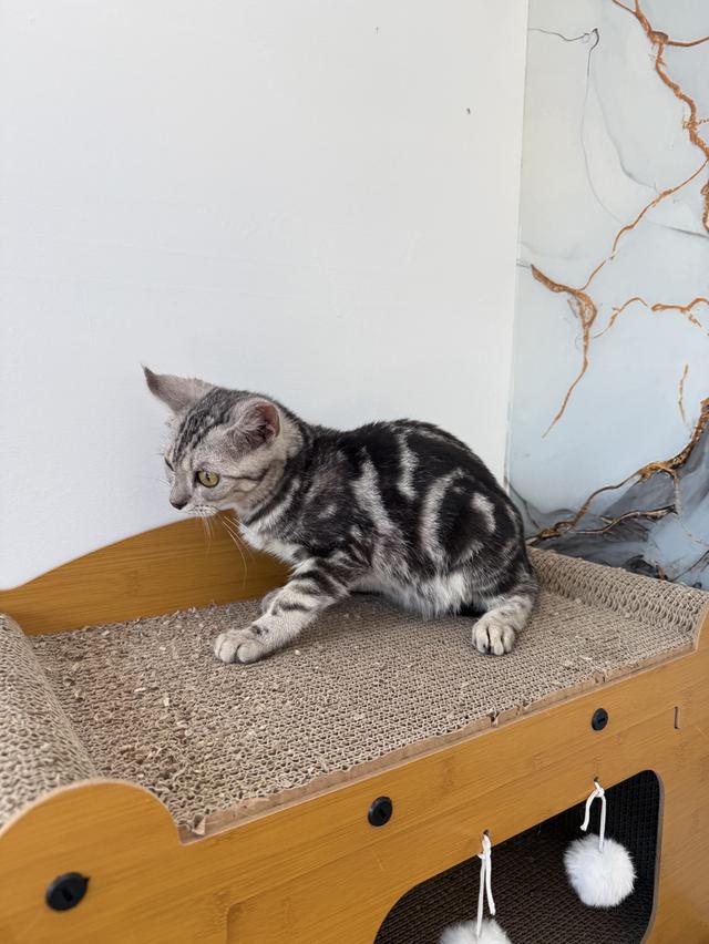 ลูกแมวพันธุ์สก๊อตติชแท้