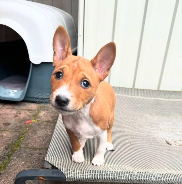 ขายลูกสุนัขพันธุ์แท้ Basenji หน้าตาน่ารักมาก 2