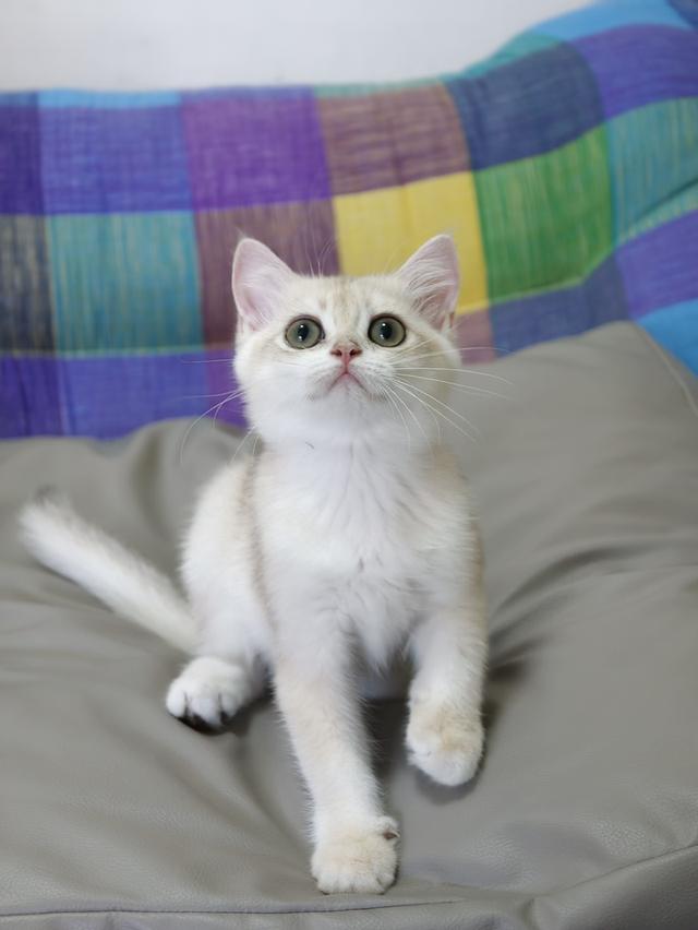 British Shorthair พ่อนำเข้าจากรัสเซีย