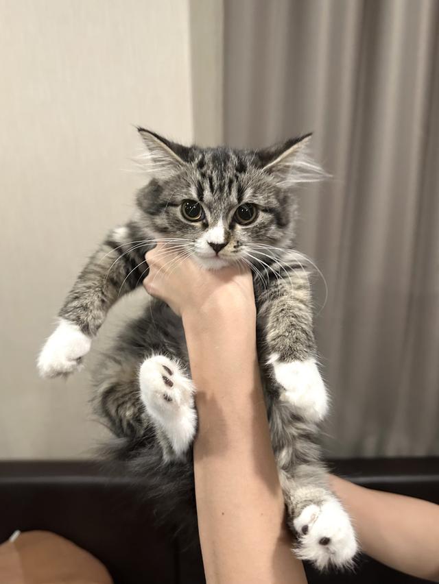 ลูกแมวหน้าสวยขนฟู (ผู้หญิง) 🐈🐈‍⬛💕