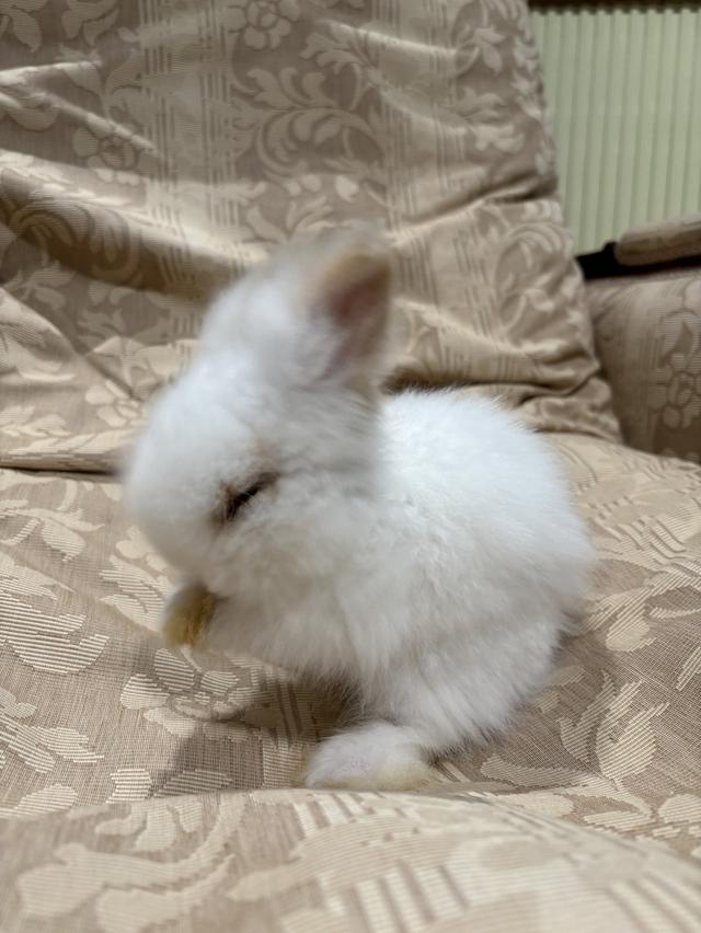 Teddy Bear Rabbit 11