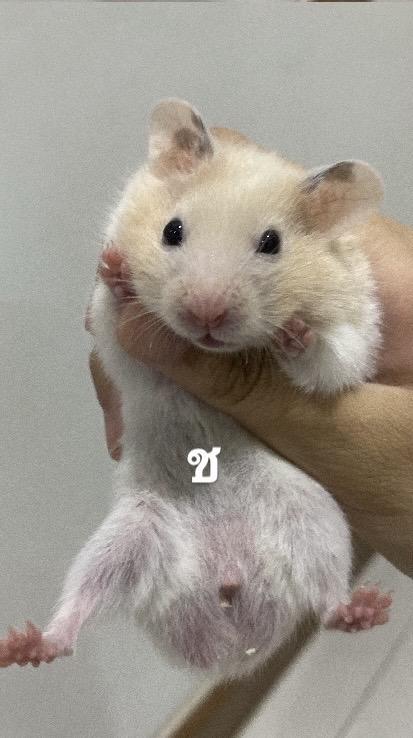 170จ้าๆๆๆๆๆๆๆๆๆๆๆๆๆๆ รูปที่ 1