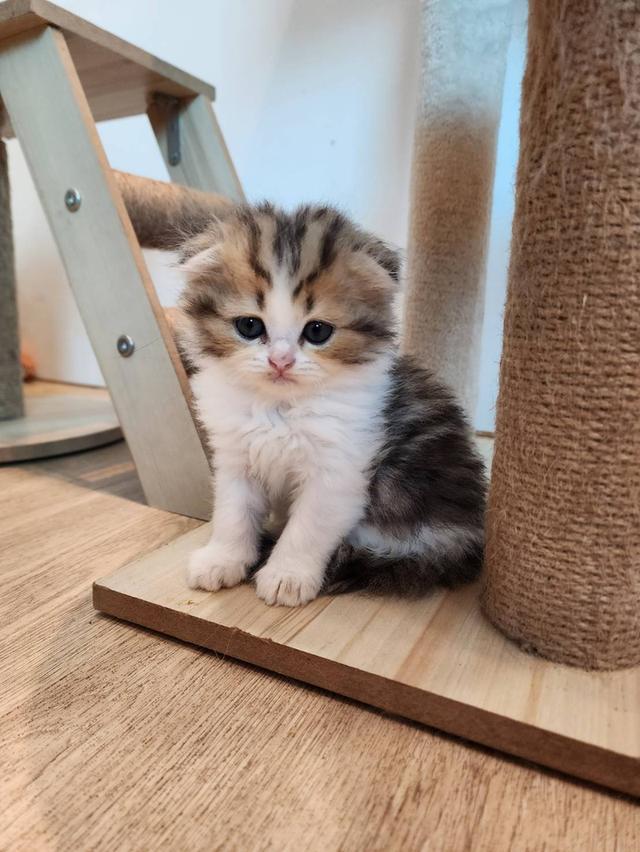 แมว สก็อตติช อายุ 2-3 เดือน ตัวละ 5000 พิกัดไทรม้า